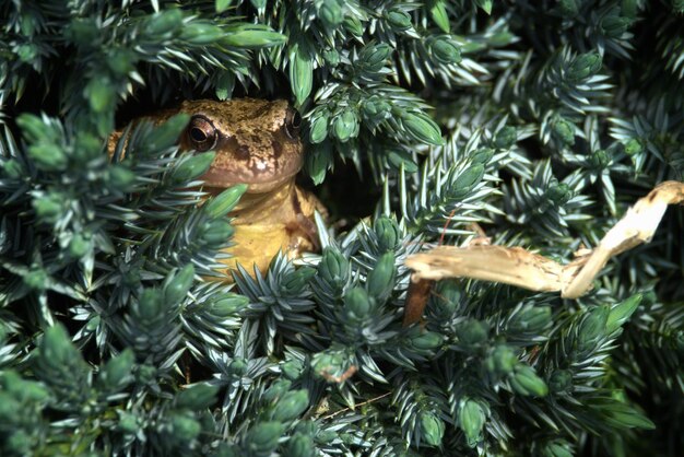 Photo close-up de l'arbre de noël