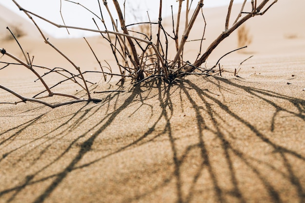 Photo close-up d'un arbre nu sur le sable