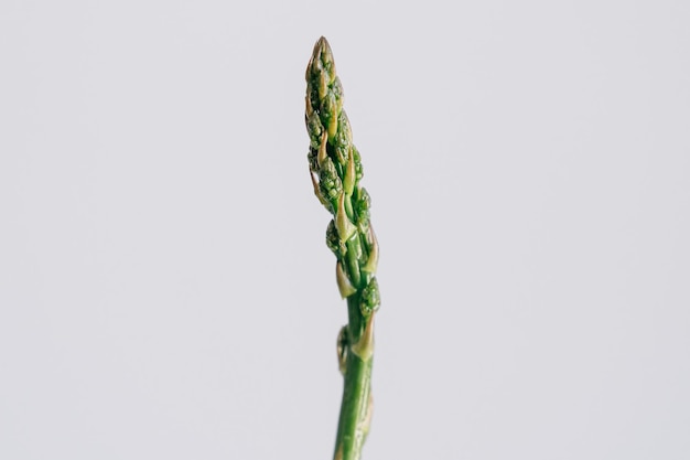 Close up asperges vertes sur fond de mur blanc macro shot