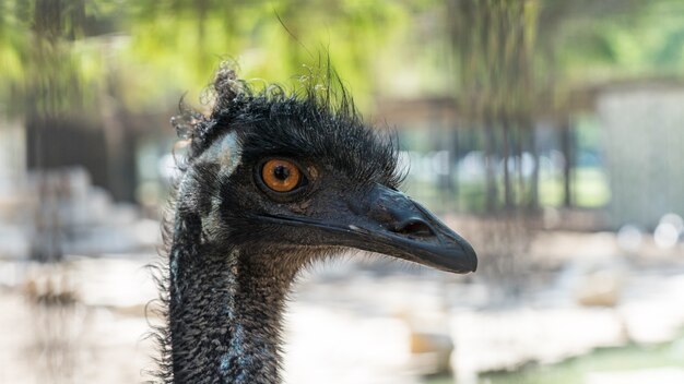 Close-up d'autruche dans le parc Yarkon, Tel Aviv, Israël.