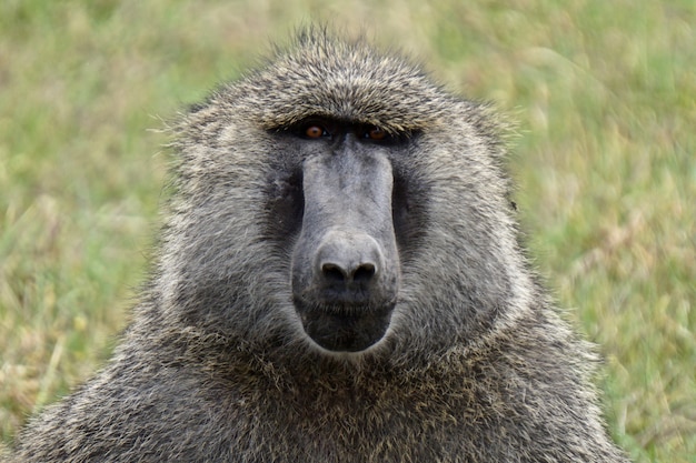 Close up babouin dans le lac Nakuru, Kenya