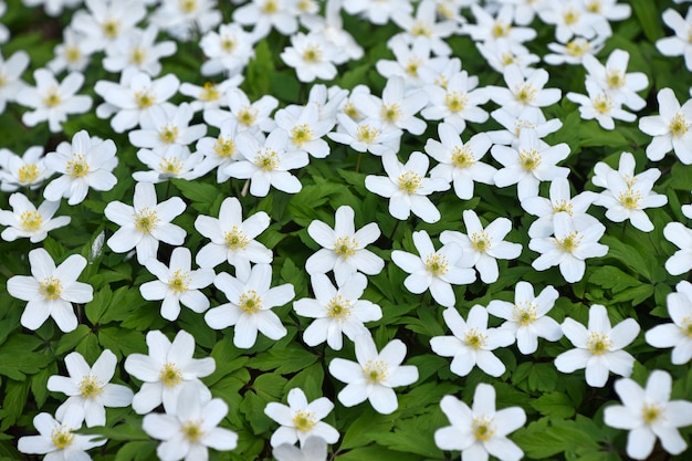 Close Up Background De Fleurs De Caltha Blanc Au Début Du Printemps Sur Les Feuilles Vertes, High Angle View, Selective Focus