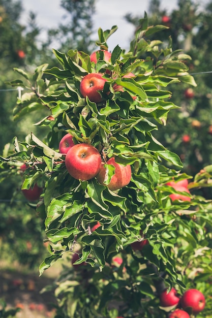 Photo close-up de baies rouges poussant sur un arbre