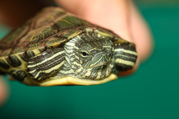 Photo close up le bébé tortue à oreilles rouges est animal de compagnie chez l'homme doigt à la maison en thaïlande