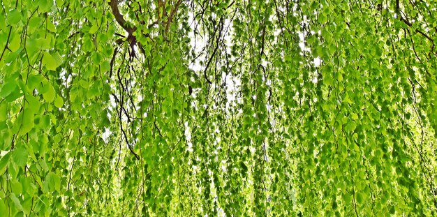 Close up de belles feuilles de hêtre vert