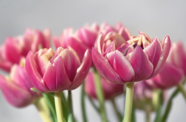 close-up de belles fleurs de tulipes à deux fleurs roses isolées sur un fond clair