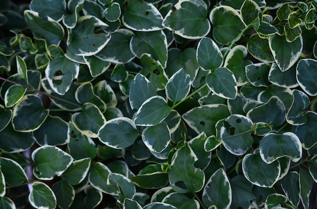 Close-up de belles petites feuilles de vigne de vinca