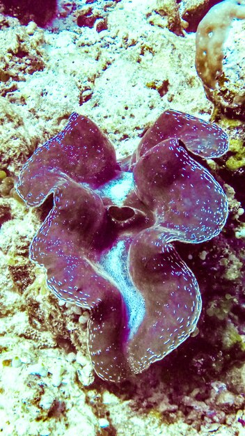 Photo close up de bénitier aux maldives.