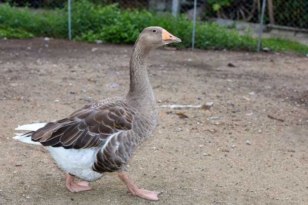 Close up body brown goose marche