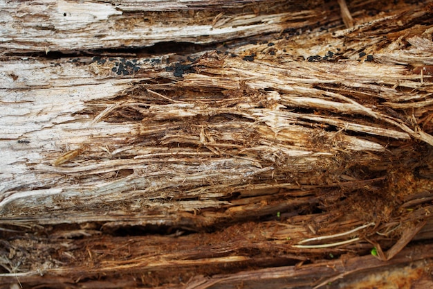 Close-up de bois tombant en morceaux du séchage