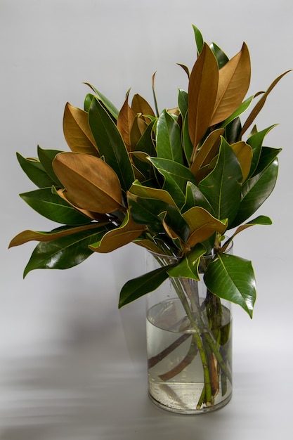 Close-up bouquet de feuilles de magnolia vert et brun frais dans une bouteille en verre