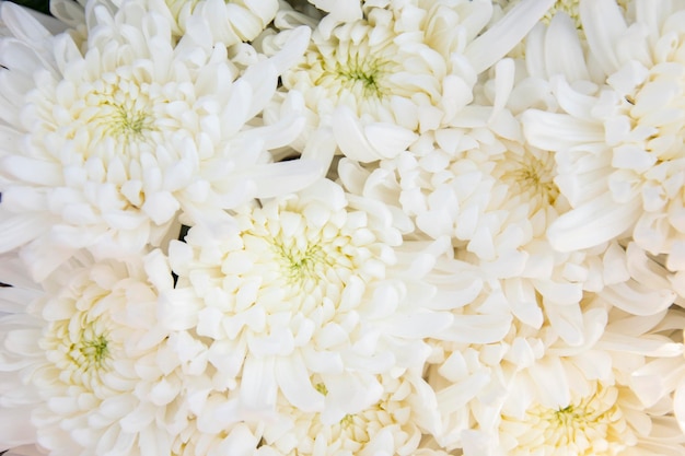 Close up bouquet de fleurs de chrysanthème blanc