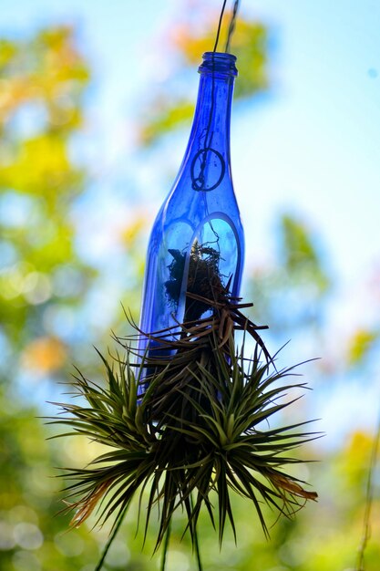 Close-up d'une bouteille suspendue à une plante