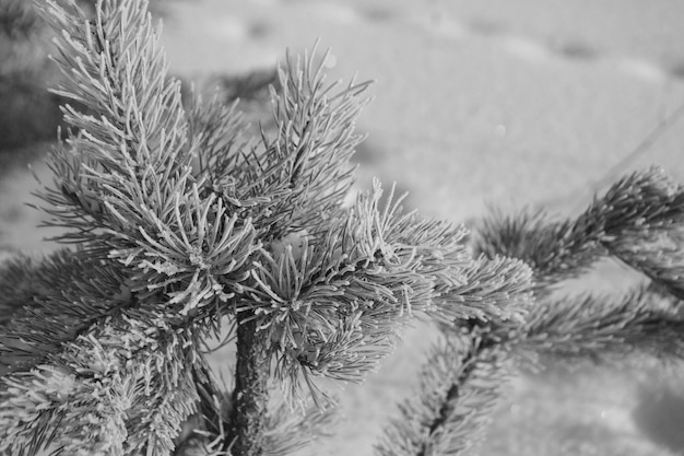 Close-up de branche de pin gelé