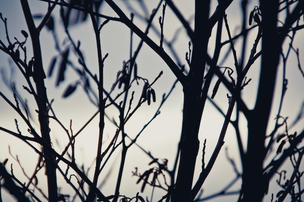 Close-up de branches nues sur un fond blanc