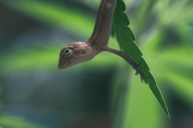 Close up brown thai caméléon sur fond vert naturel