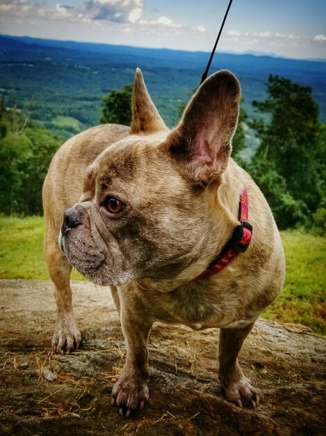 Photo close-up d'un bulldog français debout contre le ciel