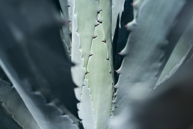 Close up cactus agave en arrière-plan du désert cactus ou cactaceae motif cactus Agave