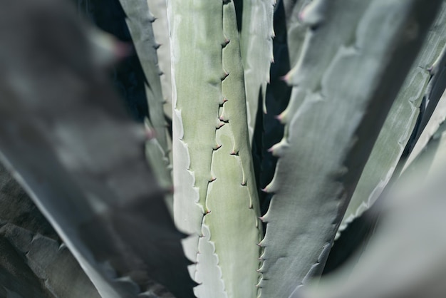 Close up cactus agave en arrière-plan du désert cactus ou cactaceae motif cactus Agave