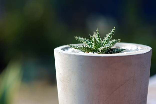 Close Up Cactus dans un pot de ciment nu décoré dans un café avec un fond de nature floue.