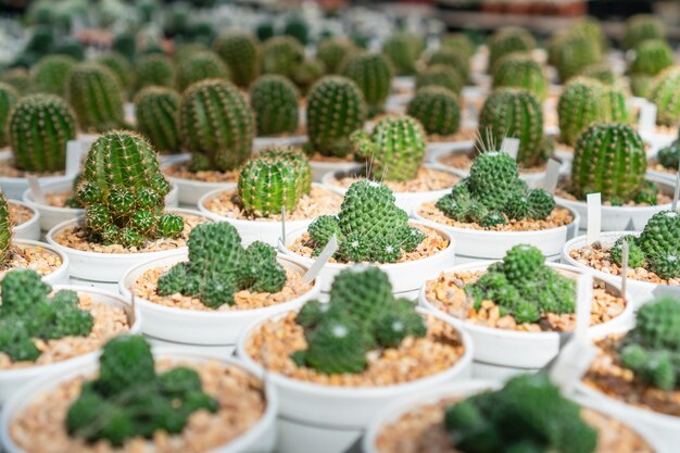 Close up de cactus en pot blanc en serre