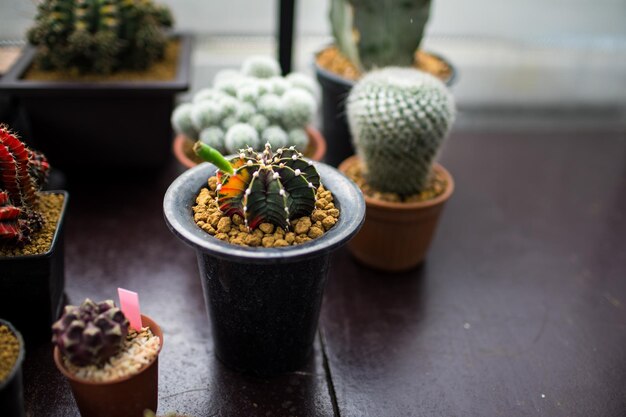 Photo close-up d'un cactus en pot sur une table