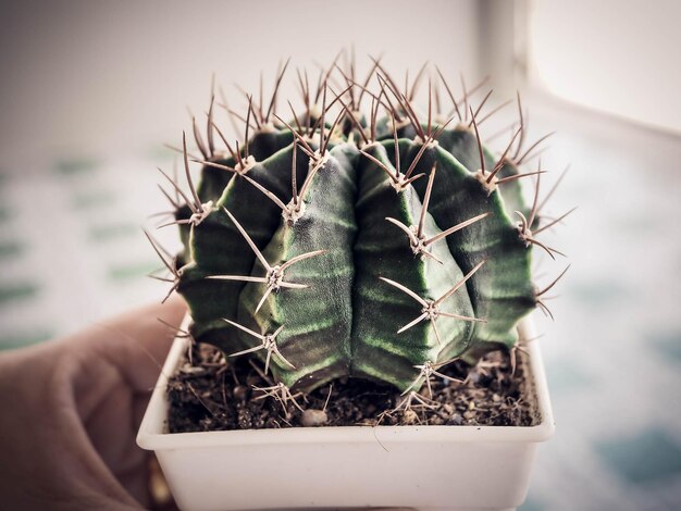 Photo close-up d'un cactus tenu à la main dans un pot