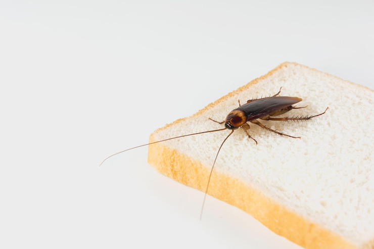 Photo close-up d'un cafard sur du pain sur un fond blanc