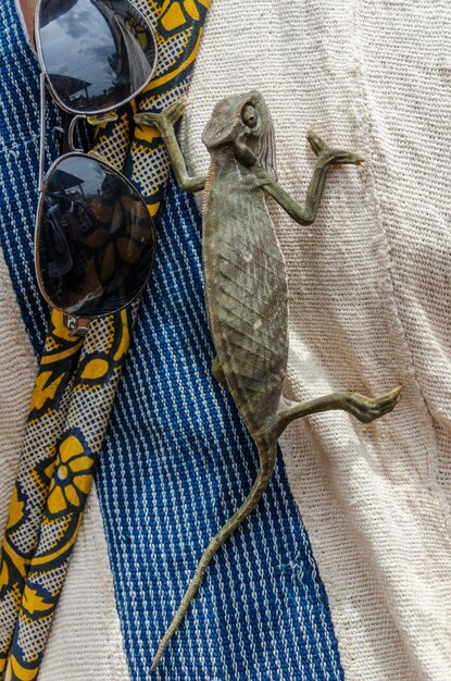 Photo close-up d'un caméléon grimpant sur une personne à côté de lunettes de soleil