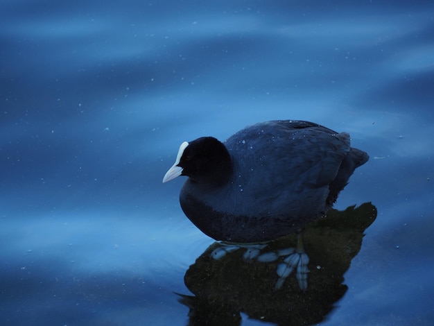 Photo close-up d'un canard nageant dans un lac