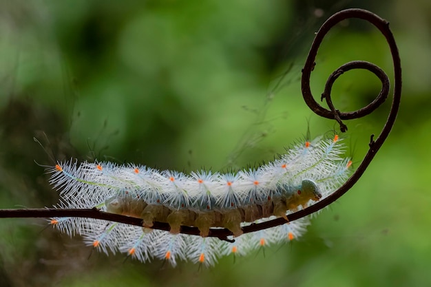 Close up caterpillar Mango Baron Euthalia aconthea garuda sur la branche