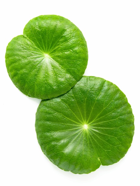 Close up centella asiatica feuilles avec goutte de pluie isolé sur fond blanc vue de dessus