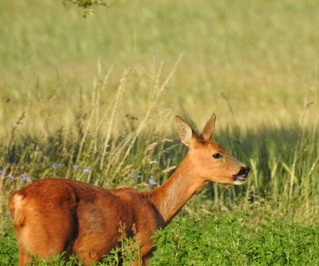 Photo close-up d'un cerf sur le champ