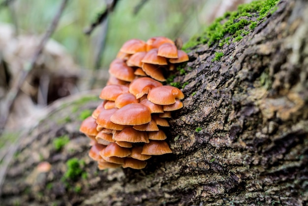 Close-up d'un champignon qui pousse sur le tronc d'un arbre