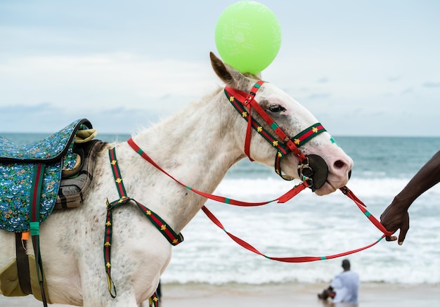 Close-up d'une charrette à chevaux sur terre contre le ciel