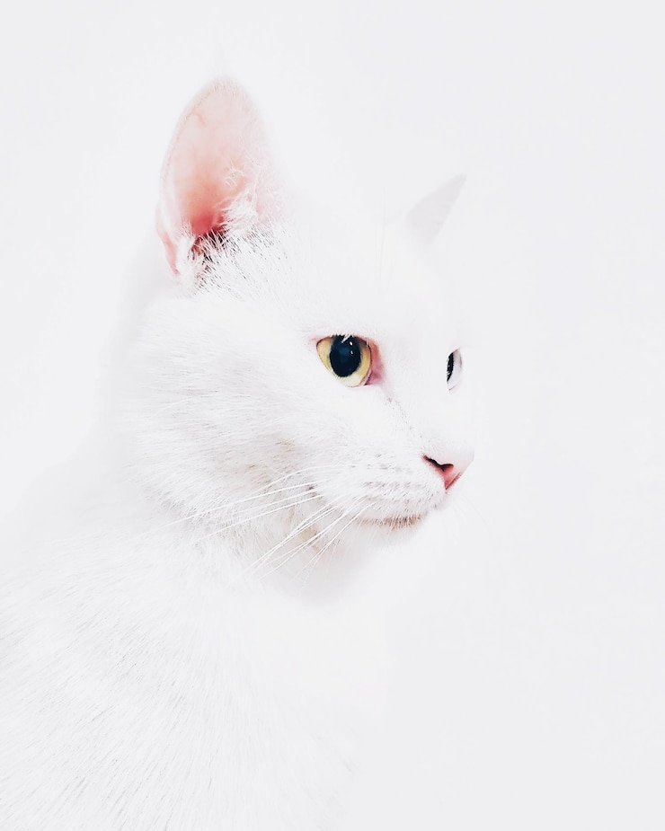 Photo close-up d'un chat sur fond blanc