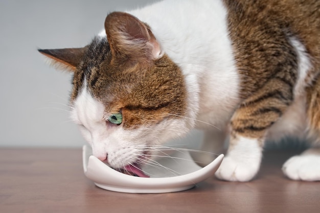 Close-up d'un chat mangeant de la nourriture dans une assiette sur le sol