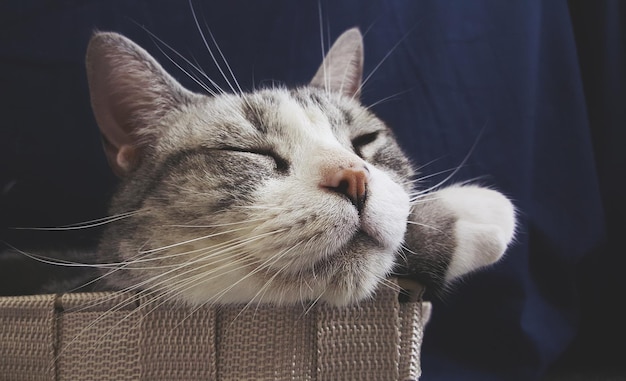 Close-up d'un chat qui dort dans un panier