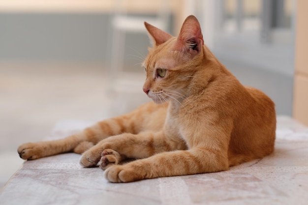 Close-up d'un chat rouge qui repose sur le sol
