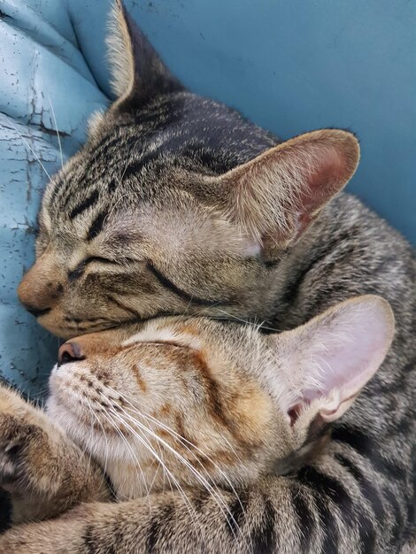 Photo close-up de chats qui dorment contre le mur