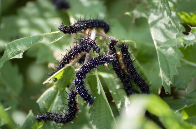 Photo close-up d'une chenille sur une plante