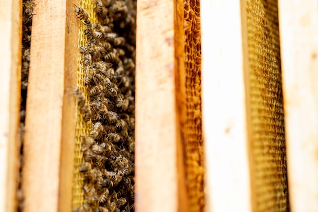 Photo close-up d'une chenille sur une plante