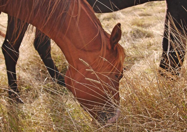 Close-up d'un cheval au pâturage sur le champ