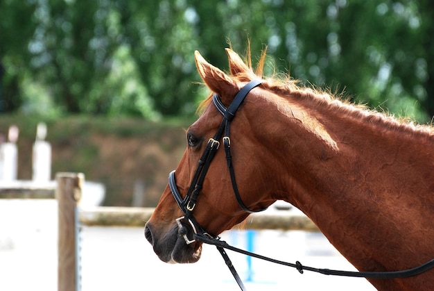 Photo close-up d'un cheval dans le ranch