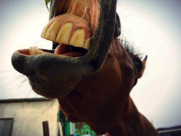 Photo close-up d'un cheval qui nourrit à la main contre le ciel