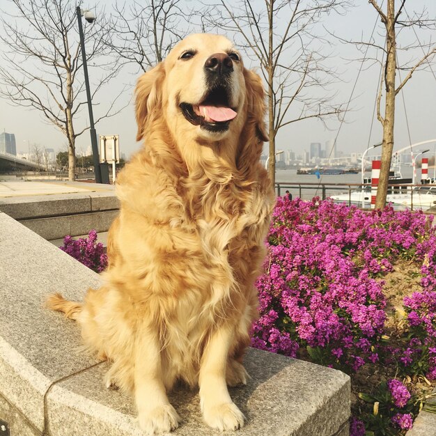 Photo close-up d'un chien assis près des fleurs