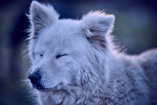 Close-up d'un chien blanc avec les yeux fermés
