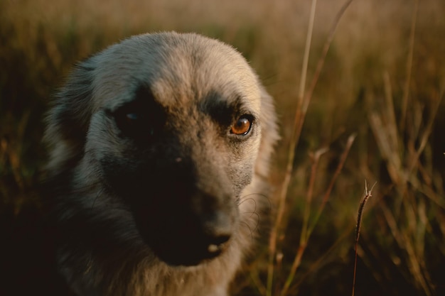 Close-up d'un chien brun blanc errant regardant la caméra restant seul dans une prairie sèche avec la lumière du soleil