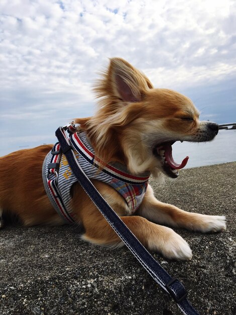 Close-up d'un chien par l'eau contre le ciel