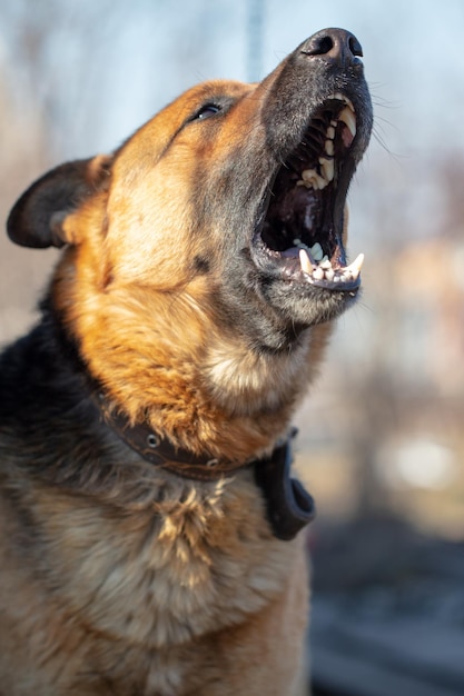 Photo close-up d'un chien qui détourne le regard